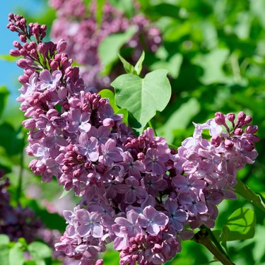 Lush beautiful lilac blossom