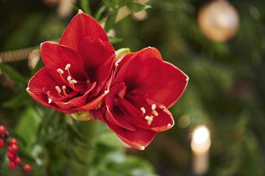 Bouquet of red amaryllis in front of unfocused lamps