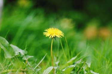 Close-Up Of Yellow Flowering Plant On Field