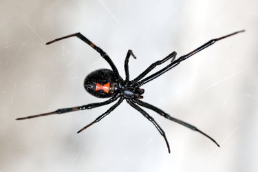 A close-up of a black widow spider on a web