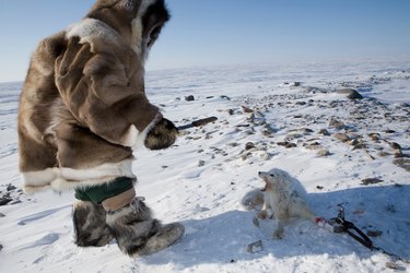 Inuit hunting for snow foxes