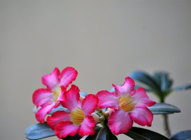 Adenium obesum-Desert rose flowers