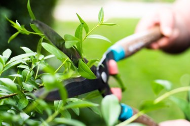 Pruning evergreen boxwood, using hedge shears