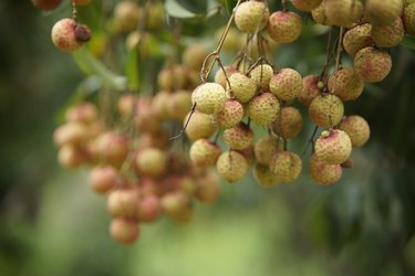 Lychee harvest in Bac Giang province northern Vietnam