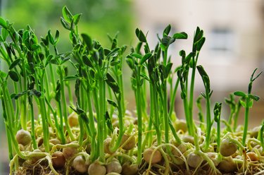 sprouted peas. germinated micro greens pea on a linen mat