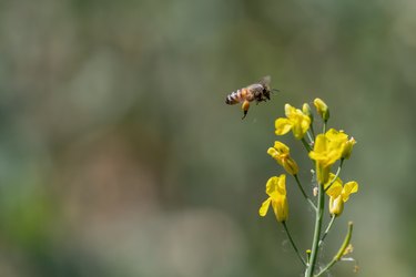 Bee that is going on the flower.