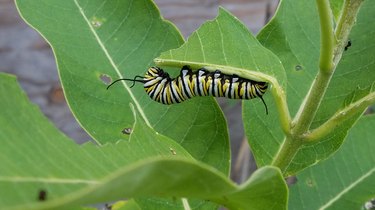 Caterpillar