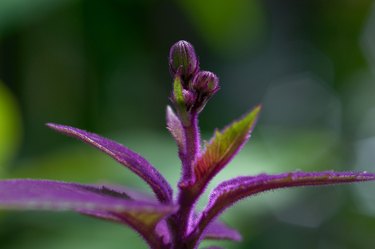 Gynura aurantiaca DC