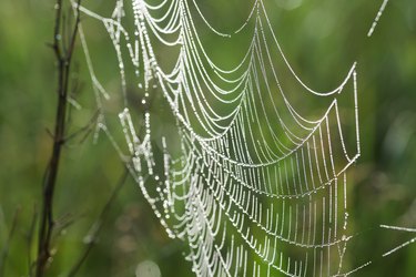 spider's web  with morning dew closeup selective focus