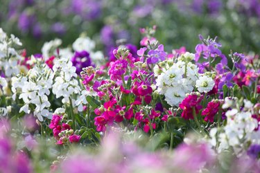 Flower field in Chikura, Chiba Prefecture