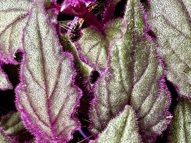 Velvet plant leaves in close-up (Gynura aurantiaca)