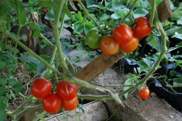 Close up of red Tomato plant