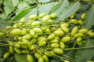 Medicinal neem leaves with fruits close up.