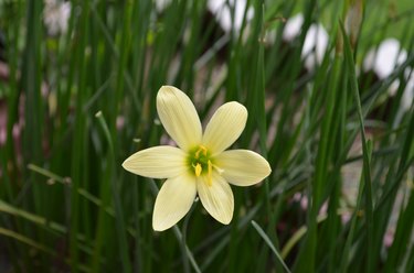Zephyranthes, is a genus of temperate and tropical plants in the Amaryllis family. Other names rain lily, Zephyr lily magic or fairy lily. Angiosperms, monocots, Tracheophytes. Yellow coloured flower.