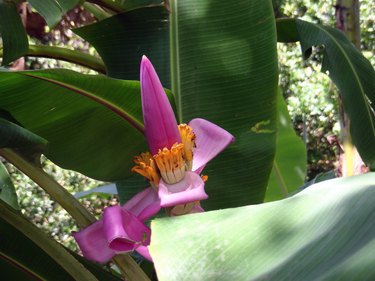 Close-Up Of Pink Banana Flower