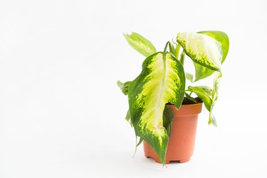 Wilted potted houseplant