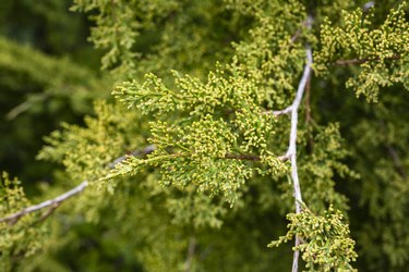 How to Trim an Eastern Red Cedar Tree ehow