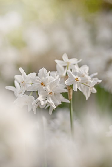 Close-up image of the beautiful, scented, spring flowering paperwhite narcissus daffodil flowers