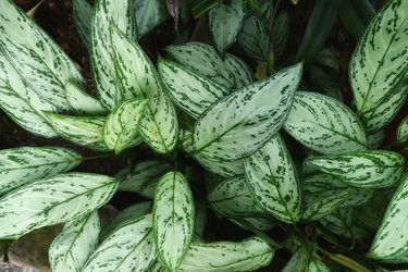 Tropical 'Aglaonema Silver Bay' plant, also known as 'Chinese Evergreens', with beautiful silver markings on leaves