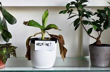 sick houseplant with damaged leaves