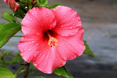 Hibiscus