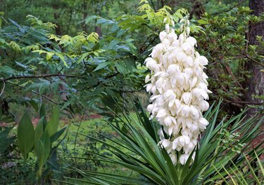 Yucca plant flower