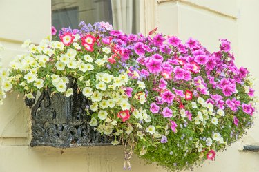 Multi-Colored Petunia Flowers