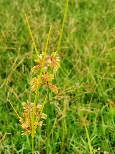 Yellow nutsedge weed in grass