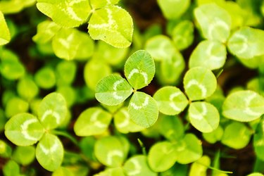 A lot of clovers lined up ecology image