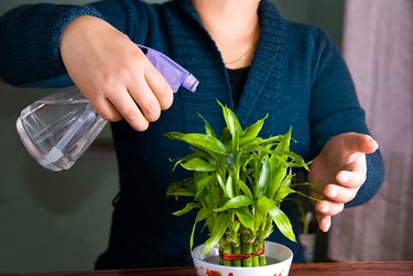 Spraying lucky bamboo plant