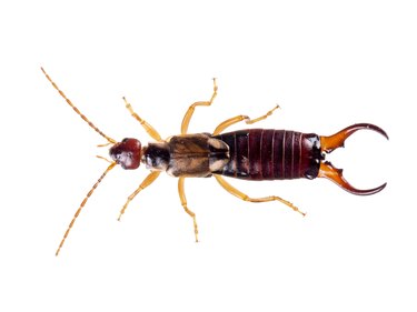 Common aka European earwig, Forficula auricularia studio isolated on white background. Male, overhead view.