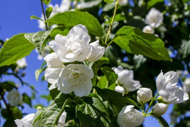 25 Different Types of Jasmine Flowers Across The World