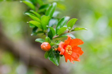 Punica granatum flowers