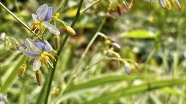 delicate violet and white colored tasmanian flax-lily / dianella tasmanica