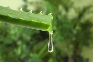 do aloe vera plants attract flies