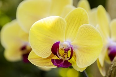 Close up of yellow orchid