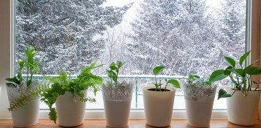 Houseplants on windowsill