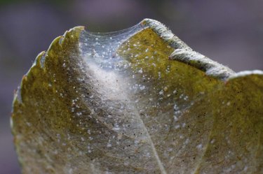 Spider mite colony, Tetranychus. Rose leaf covered with microscopic web of spider mite colony