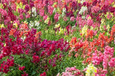 Snapdragon Flowers