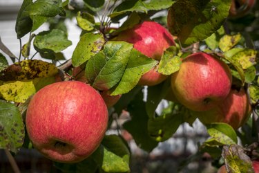 Closeup of red ripe apples on the tree in green summer garden