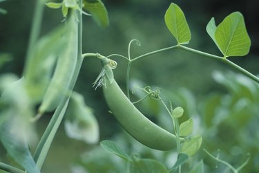 Sugar Snap Peas on Vine