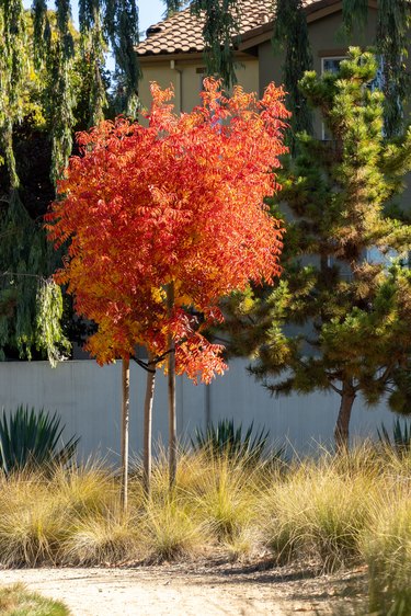 Vertical shot of Chinese pistache tree growing in a backyard