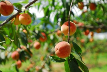 Peach orchards