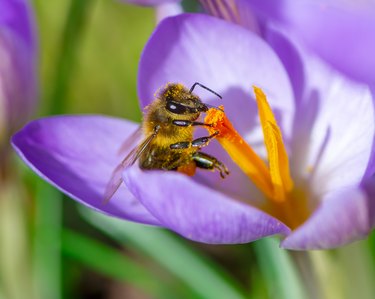 Bee at a purple crocus flower blossom