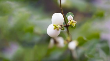 Snowberry - white berries and green leaves of symphoricarpo in early fall. Blurred background