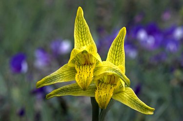 Wild Orchid, Chloraea magellanica x alpina. Lanin National Park, Argentina Patagonia