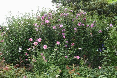 Rose of sharon flowers.