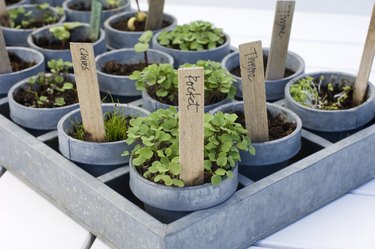 Tray of mixed herb and vegetable seedlings