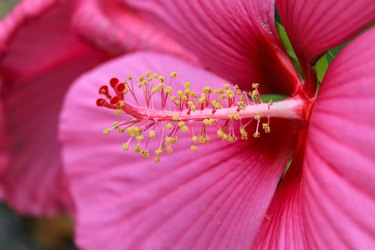 Close-up of pink hibiscus flower