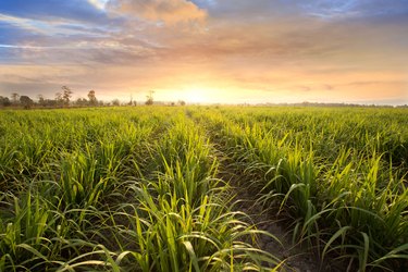 sugarcane product